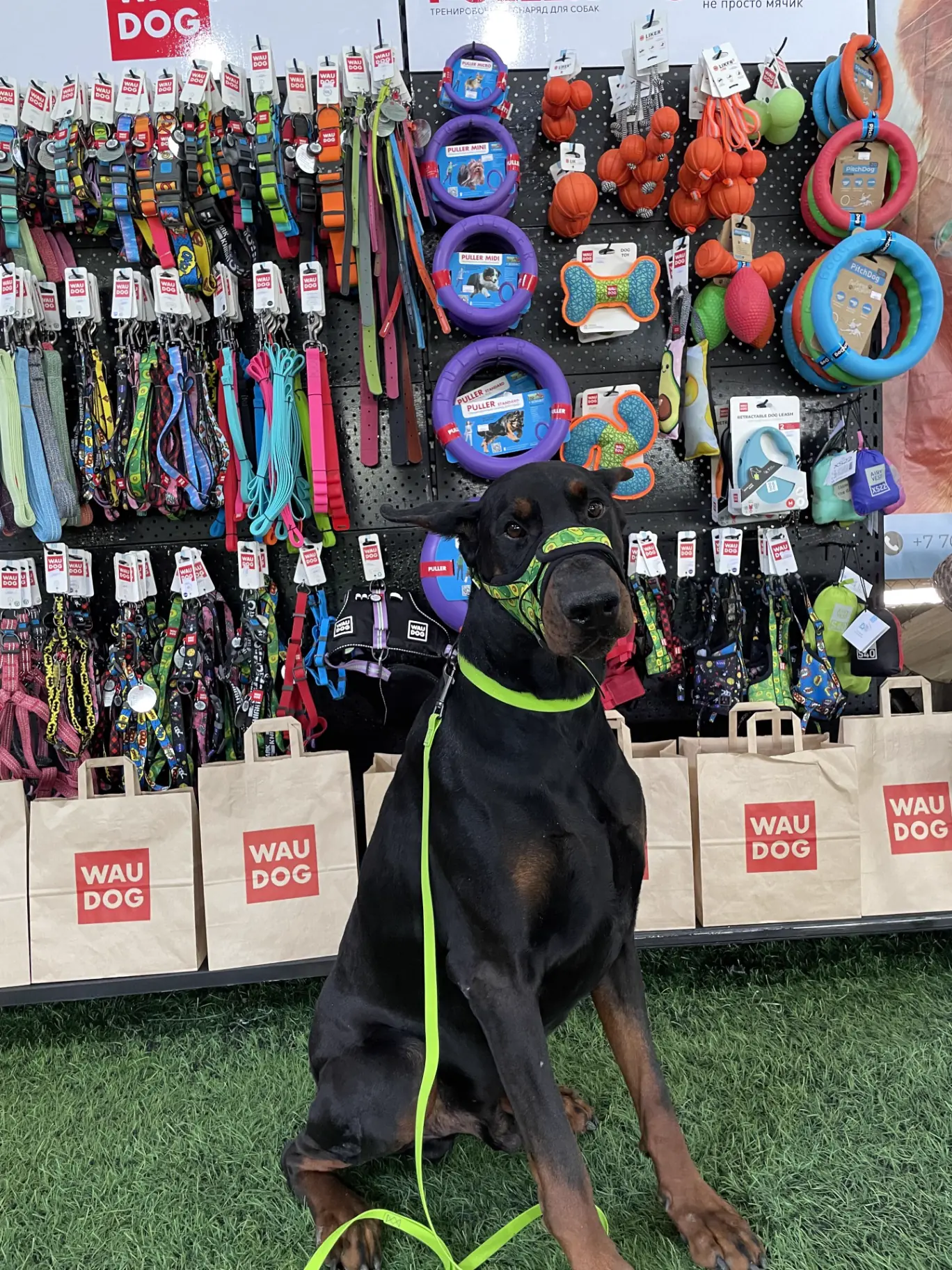 Стенд PETSOLUTIONS с товарами WAUDOG, PULLER и собакой на выставке